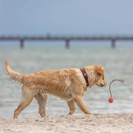 Ostseeanker - Stilvolles In Strandnaehe Zingst